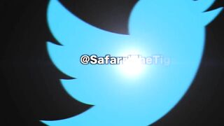 Safarri Tiger-twitter