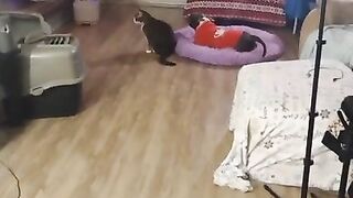 Kitten thinks doggy is weird