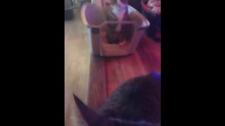 Cute cat makes his kitty litter his bed part 2