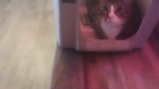 Cute cat makes his kitty litter his bed part 2