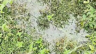 I love pissing in puddles in nature. It's very exciting and sexy, isn't it?